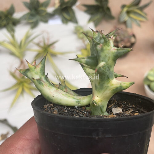 Huernia Hesperidum Variegated, real gallery image #2 plants. Picture taken directly from kaktus.id community Huernia farmer green houses.