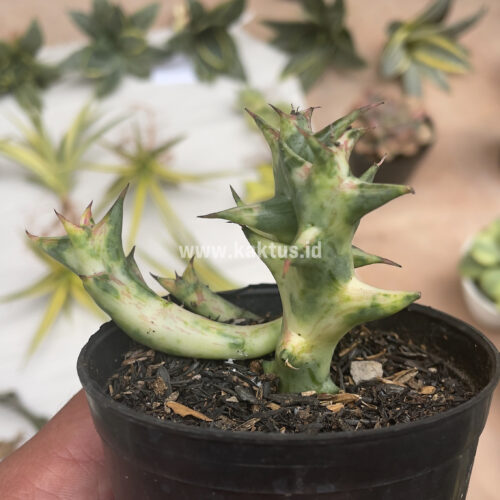 Huernia Hesperidum Variegated, real gallery image #3 plants. Picture taken directly from kaktus.id community Huernia farmer green houses.
