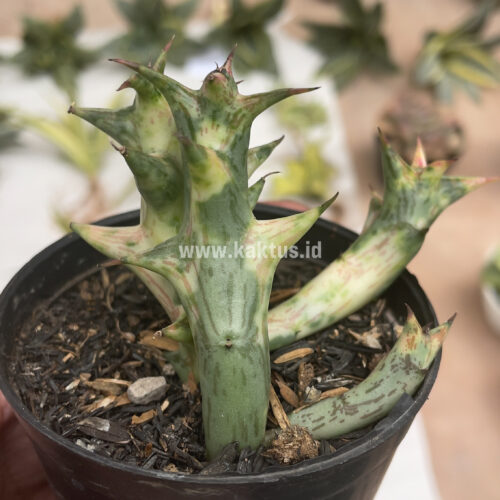 Huernia Hesperidum Variegated, real gallery image #4 plants. Picture taken directly from kaktus.id community Huernia farmer green houses.