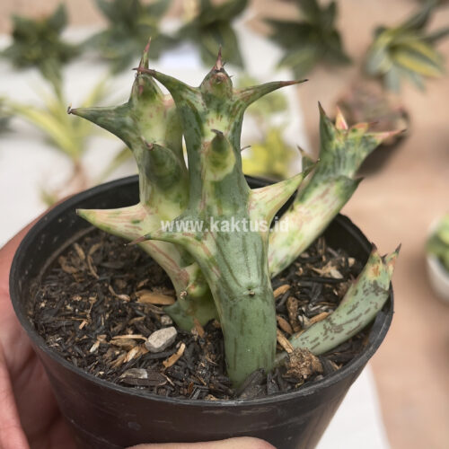 Huernia Hesperidum Variegated, real gallery image #6 plants. Picture taken directly from kaktus.id community Huernia farmer green houses.