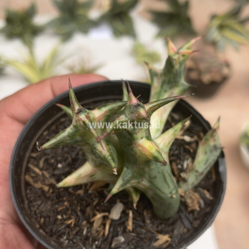 Huernia Hesperidum Variegated, real gallery image #7 plants. Picture taken directly from kaktus.id community Huernia farmer green houses.