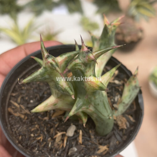 Huernia Hesperidum Variegated, real gallery image #8 plants. Picture taken directly from kaktus.id community Huernia farmer green houses.