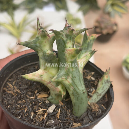 Huernia Hesperidum Variegated, real gallery image #9 plants. Picture taken directly from kaktus.id community Huernia farmer green houses.