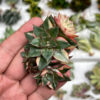Echeveria Monocerotis Variegated Cluster, real gallery image #2 plants. Picture taken directly from kaktus.id community Echeveria farmer green houses.