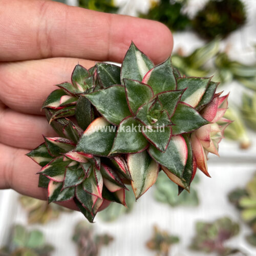 Echeveria Monocerotis Variegated Cluster, real gallery image #10 plants. Picture taken directly from kaktus.id community Echeveria farmer green houses.