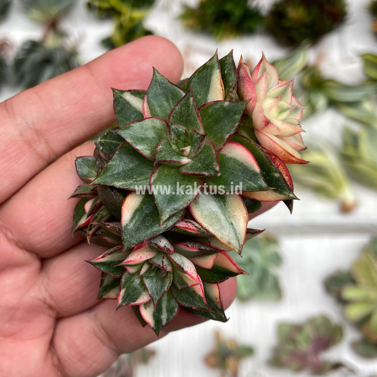 Echeveria Monocerotis Variegated Cluster, real gallery image #3 plants. Picture taken directly from kaktus.id community Echeveria farmer green houses.