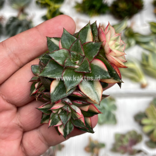 Echeveria Monocerotis Variegated Cluster, real gallery image #3 plants. Picture taken directly from kaktus.id community Echeveria farmer green houses.