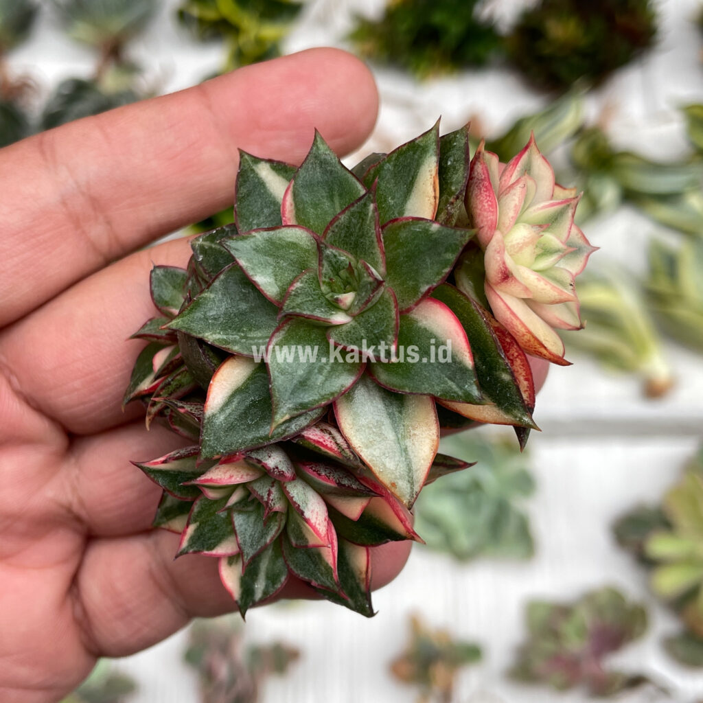 kaktus.id