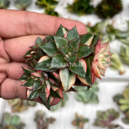 Echeveria Monocerotis Variegated Cluster, real gallery image #5 plants. Picture taken directly from kaktus.id community Echeveria farmer green houses.