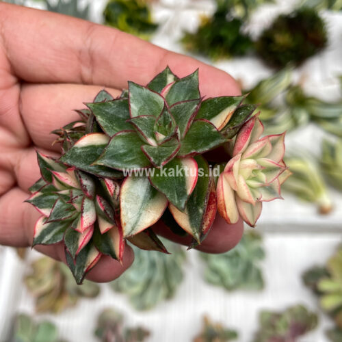 Echeveria Monocerotis Variegated Cluster, real gallery image #6 plants. Picture taken directly from kaktus.id community Echeveria farmer green houses.