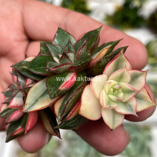Echeveria Monocerotis Variegated Cluster, real gallery image #1 plants. Picture taken directly from kaktus.id community Echeveria farmer green houses.