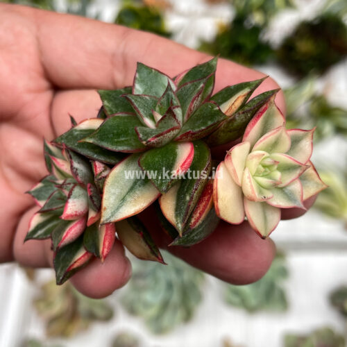 Echeveria Monocerotis Variegated Cluster, real gallery image #7 plants. Picture taken directly from kaktus.id community Echeveria farmer green houses.