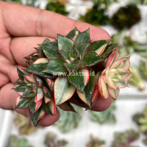 Echeveria Monocerotis Variegated Cluster, real gallery image #8 plants. Picture taken directly from kaktus.id community Echeveria farmer green houses.