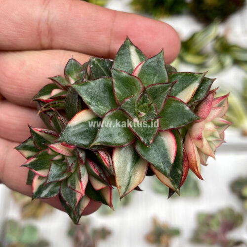 Echeveria Monocerotis Variegated Cluster, real gallery image #9 plants. Picture taken directly from kaktus.id community Echeveria farmer green houses.