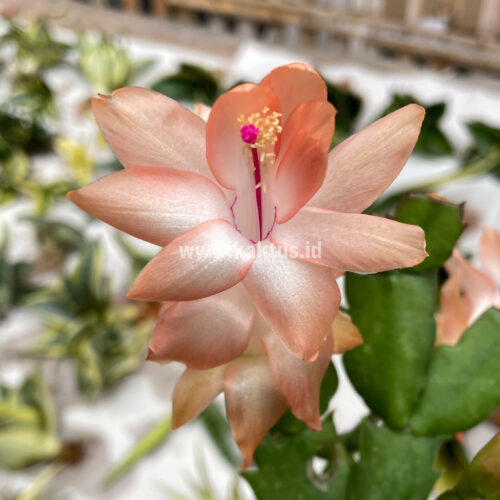 Schlumbergera Truncata 'Peach Parfait', real gallery image #2 plants. Picture taken directly from kaktus.id community Schlumbergera farmer green houses.
