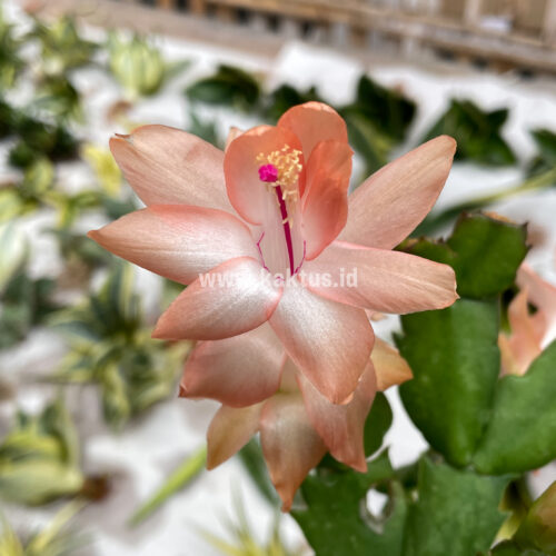 Schlumbergera Truncata 'Peach Parfait', real gallery image #3 plants. Picture taken directly from kaktus.id community Schlumbergera farmer green houses.