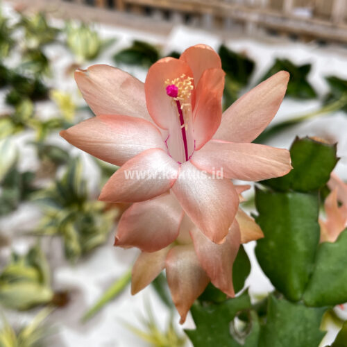 Schlumbergera Truncata 'Peach Parfait', real gallery image #4 plants. Picture taken directly from kaktus.id community Schlumbergera farmer green houses.