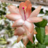 Schlumbergera Truncata 'Peach Parfait', real gallery image #5 plants. Picture taken directly from kaktus.id community Schlumbergera farmer green houses.