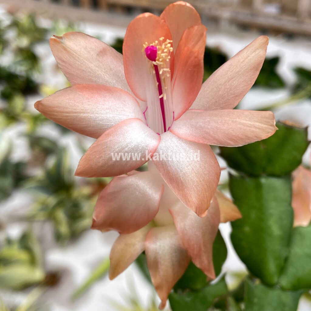 kaktus.id