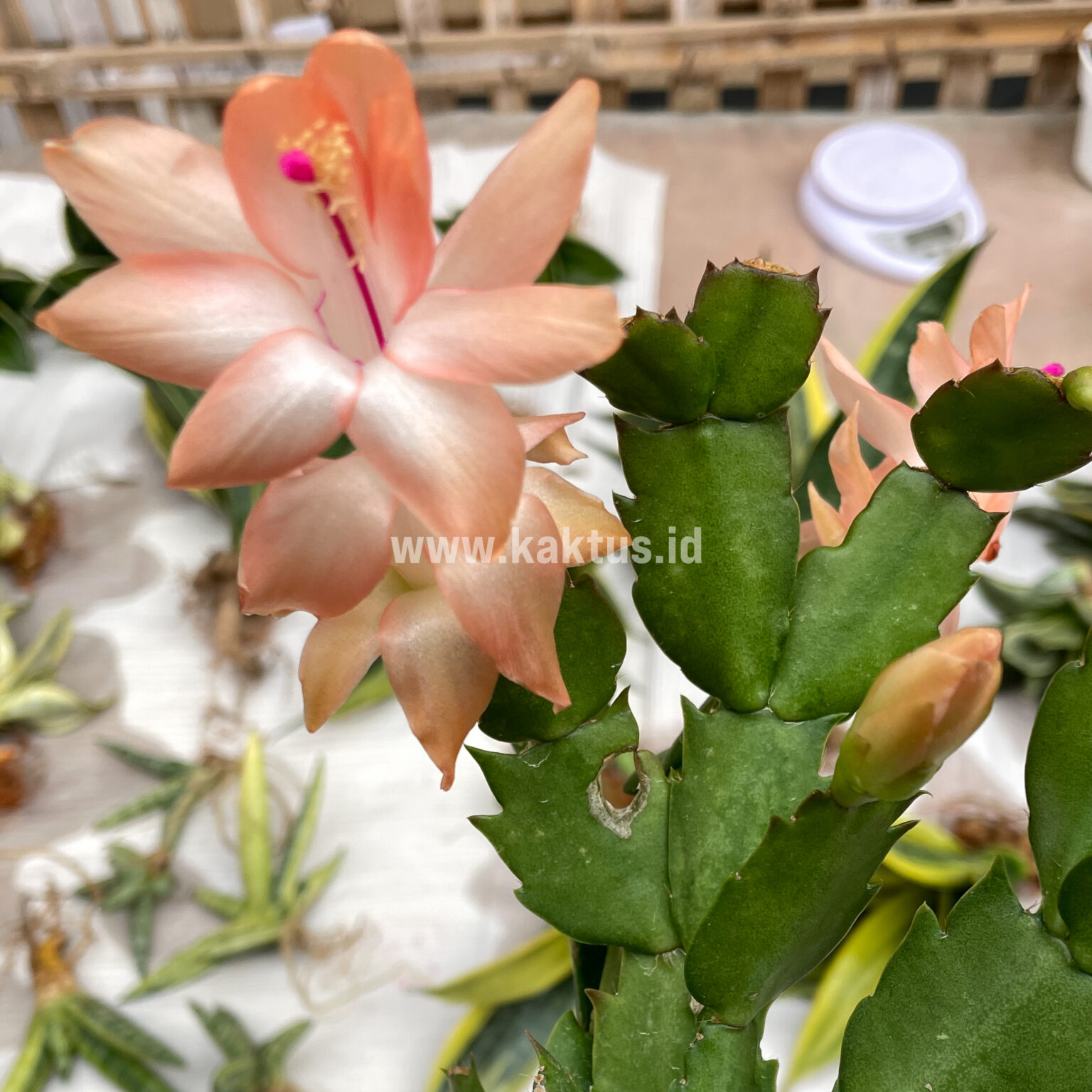 Schlumbergera Truncata 'Peach Parfait', real gallery image #6 plants. Picture taken directly from kaktus.id community Schlumbergera farmer green houses.