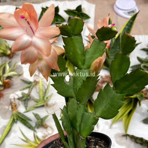 Schlumbergera Truncata 'Peach Parfait', real gallery image #7 plants. Picture taken directly from kaktus.id community Schlumbergera farmer green houses.