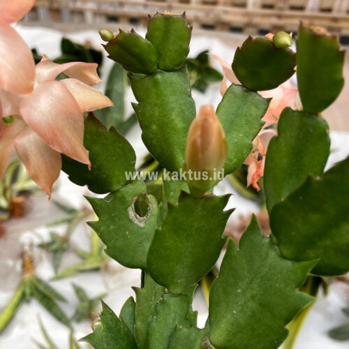 Schlumbergera Truncata 'Peach Parfait', real gallery image #8 plants. Picture taken directly from kaktus.id community Schlumbergera farmer green houses.