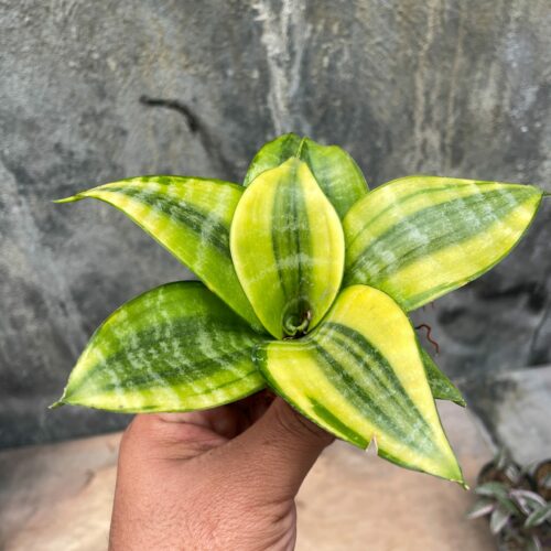 Sansevieria Golden Hahniii Philippine, real gallery image #2 plants. Picture taken directly from kaktus.id community Sansevieria farmer green houses.