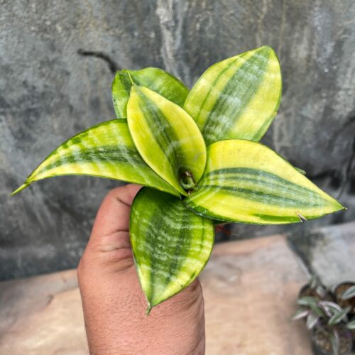 Sansevieria Golden Hahniii Philippine, real gallery image #3 plants. Picture taken directly from kaktus.id community Sansevieria farmer green houses.