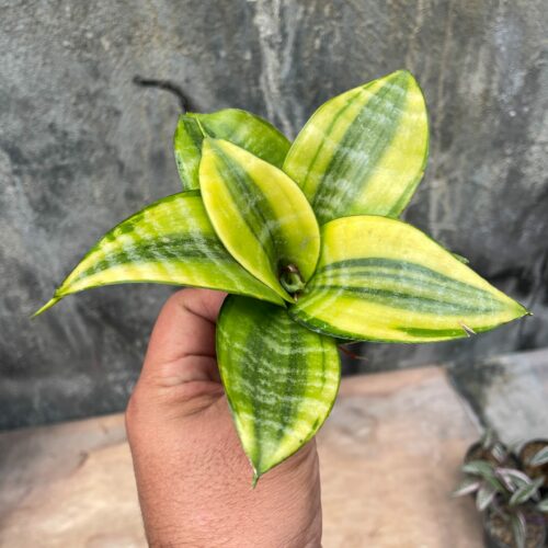 Sansevieria Golden Hahniii Philippine, real gallery image #4 plants. Picture taken directly from kaktus.id community Sansevieria farmer green houses.