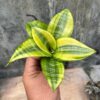 Sansevieria Golden Hahniii Philippine, real gallery image #5 plants. Picture taken directly from kaktus.id community Sansevieria farmer green houses.