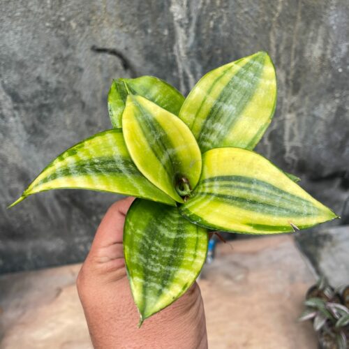 Sansevieria Golden Hahniii Philippine, real gallery image #6 plants. Picture taken directly from kaktus.id community Sansevieria farmer green houses.