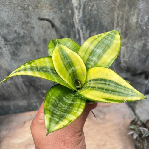 Sansevieria Golden Hahniii Philippine, real gallery image #7 plants. Picture taken directly from kaktus.id community Sansevieria farmer green houses.