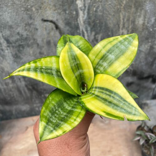 Sansevieria Golden Hahniii Philippine, real gallery image #8 plants. Picture taken directly from kaktus.id community Sansevieria farmer green houses.