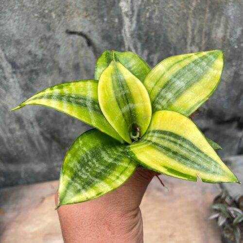 Sansevieria Golden Hahniii Philippine, real gallery image #1 plants. Picture taken directly from kaktus.id community Sansevieria farmer green houses.