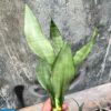 Sansevieria Moonshine, real gallery image #3 plants. Picture taken directly from kaktus.id community Sansevieria farmer green houses.