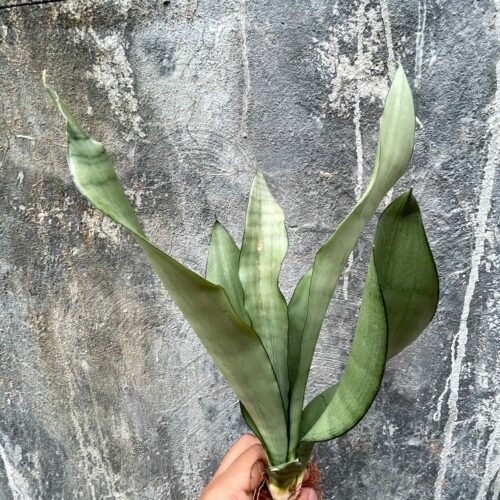 Sansevieria Moonshine, real gallery image #5 plants. Picture taken directly from kaktus.id community Sansevieria farmer green houses.
