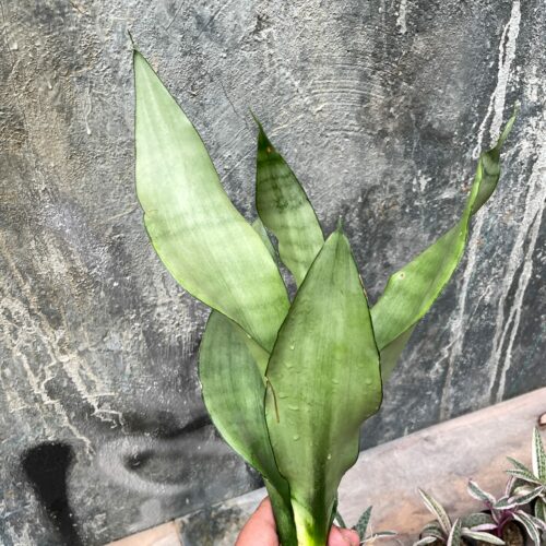 Sansevieria Moonshine, real gallery image #4 plants. Picture taken directly from kaktus.id community Sansevieria farmer green houses.