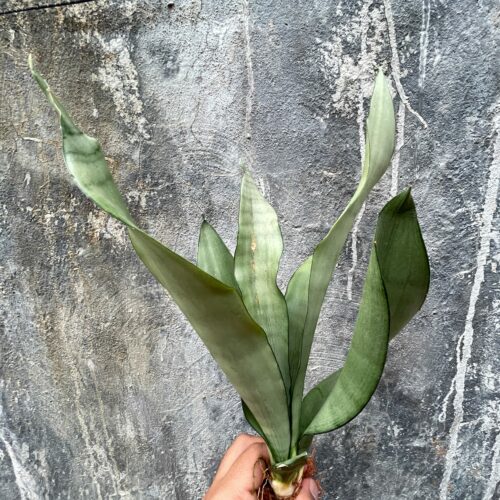 Sansevieria Moonshine, real gallery image #6 plants. Picture taken directly from kaktus.id community Sansevieria farmer green houses.