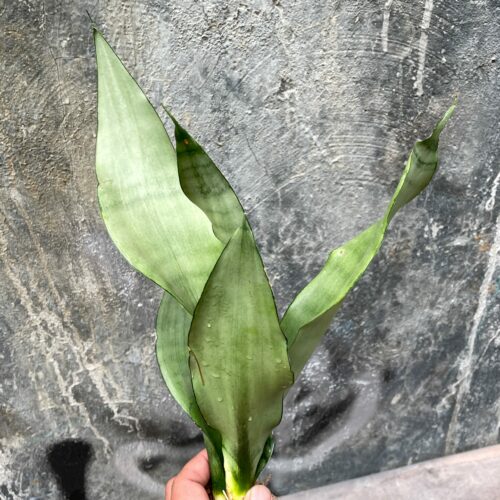 Sansevieria Moonshine, real gallery image #1 plants. Picture taken directly from kaktus.id community Sansevieria farmer green houses.