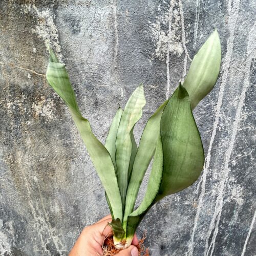 Sansevieria Moonshine, real gallery image #7 plants. Picture taken directly from kaktus.id community Sansevieria farmer green houses.