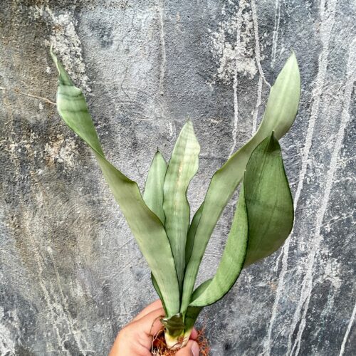 Sansevieria Moonshine, real gallery image #8 plants. Picture taken directly from kaktus.id community Sansevieria farmer green houses.