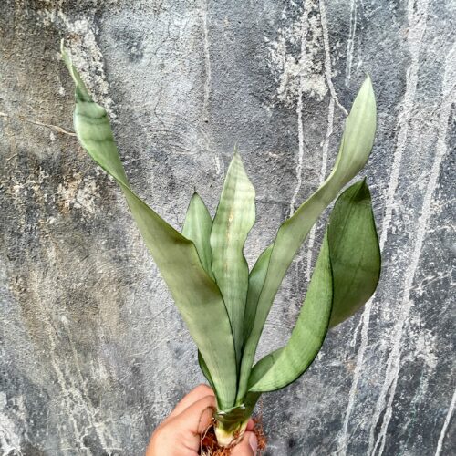 Sansevieria Moonshine, real gallery image #9 plants. Picture taken directly from kaktus.id community Sansevieria farmer green houses.