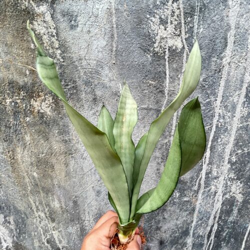 Sansevieria Moonshine, real gallery image #10 plants. Picture taken directly from kaktus.id community Sansevieria farmer green houses.