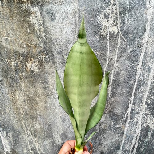 Sansevieria Moonshine, real gallery image #2 plants. Picture taken directly from kaktus.id community Sansevieria farmer green houses.