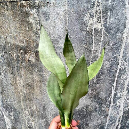 Sansevieria Moonshine, real gallery image #12 plants. Picture taken directly from kaktus.id community Sansevieria farmer green houses.