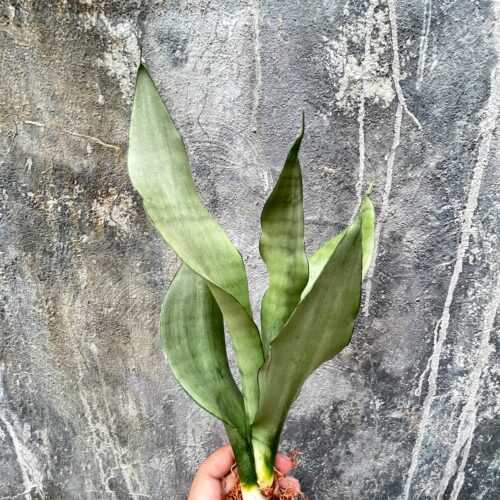 Sansevieria Moonshine, real gallery image #11 plants. Picture taken directly from kaktus.id community Sansevieria farmer green houses.