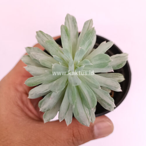 Pachyveria Scheideckeri Splash White Variegated, real gallery image #1 plants. Picture taken directly from kaktus.id community Pachyveria farmer green houses.