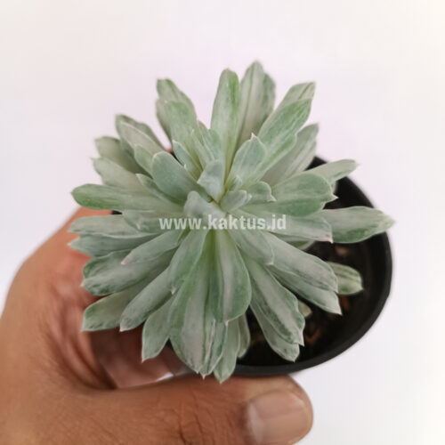 Pachyveria Scheideckeri Splash White Variegated, real gallery image #7 plants. Picture taken directly from kaktus.id community Pachyveria farmer green houses.