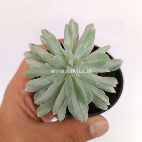 Pachyveria Scheideckeri Splash White Variegated, real gallery image #6 plants. Picture taken directly from kaktus.id community Pachyveria farmer green houses.
