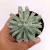Pachyveria Scheideckeri Splash White Variegated, real gallery image #5 plants. Picture taken directly from kaktus.id community Pachyveria farmer green houses.